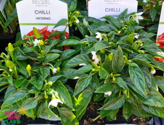 Inferno Chilli Pepper plants, with lush leaves and white flowers, are displayed in 4" pots at the garden center. These vibrant Capsicum 'Inferno' promise a fiery kick for kitchen gardeners.