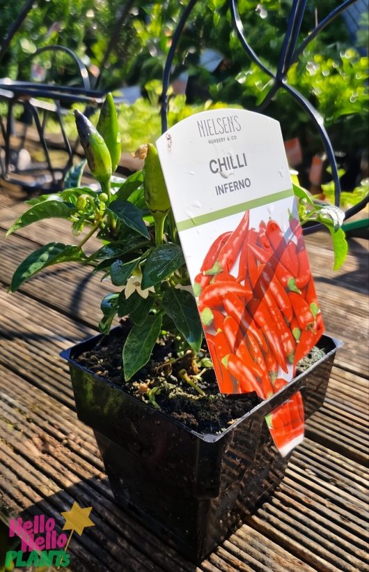 A 4" pot showcases the vibrant Capsicum 'Inferno' Chilli Pepper, featuring lush green leaves and fiery peppers.