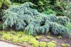 Cedrus 'Feelin' Blue' Cedar 16