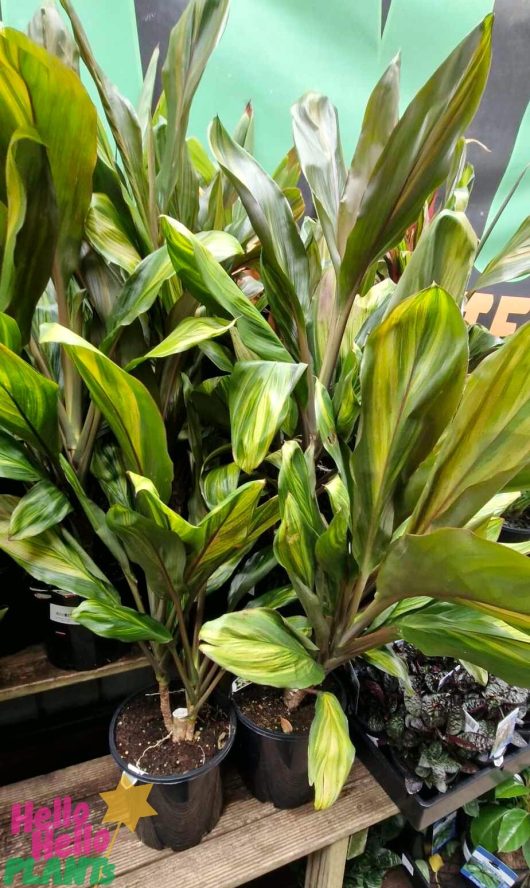 The Cordyline 'Kiwi' plants, featuring their long green leaves, are displayed in an 8" pot on a wooden shelf, accompanied by other vibrant greenery.