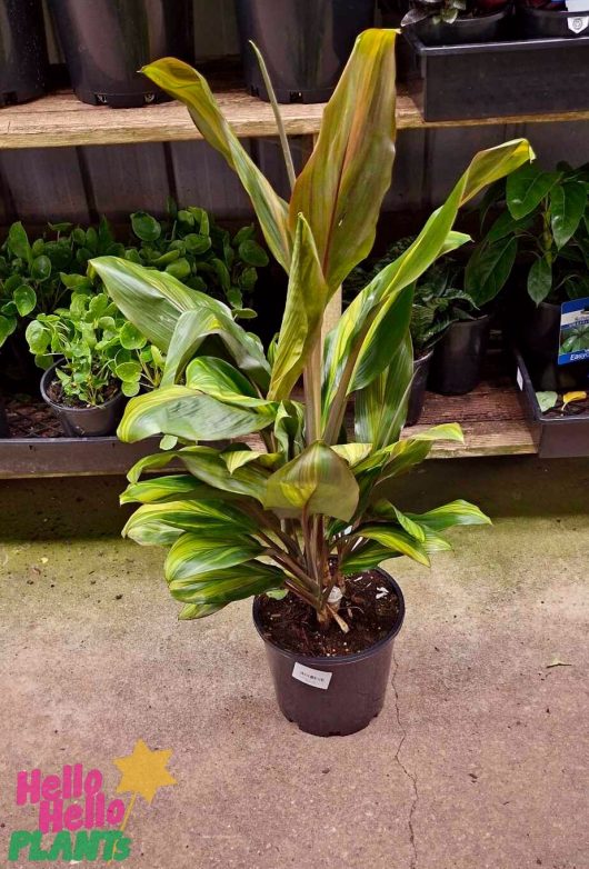 A Cordyline 'Kiwi' in an 8" pot sits on the concrete floor, showcasing its variegated leaves and accompanied by other plants elegantly arranged on a wooden shelf.