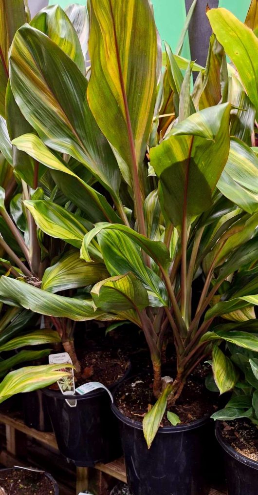 The Cordyline 'Kiwi' in an 8" pot, with its lush and broad leaves, elegantly enhances the wooden surface with a vibrant touch of green.