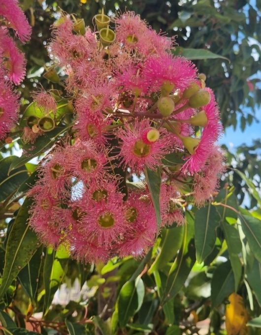 Close-up of the vibrant Corymbia 'Calypso Queen' Grafted Gum from an 8" pot, showcasing its bright pink eucalyptus flowers with spiky petals and green buds, surrounded by lush green leaves under a clear blue sky.