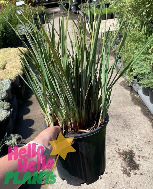 dianela flax lily grass compact blye green strappy foliage 8inch pot