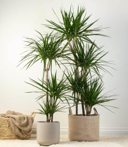 Dracaena Marginata potted indoor plants