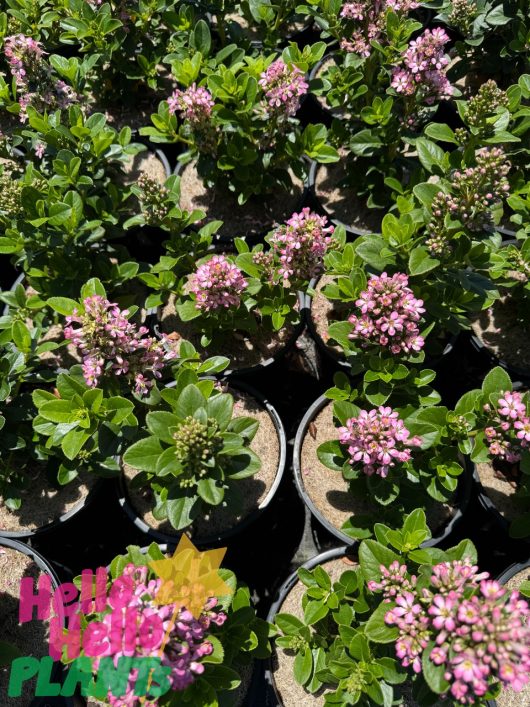 A collection of potted Escallonia 'Pink Elle' PBR plants with small pink flowers and green leaves. Colorful graphics in the corner say, "Hello! Hello! Plants!.