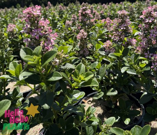 Close-up of a garden with rows of Escallonia 'Pink Elle' PBR, their pink flowers and vibrant green leaves basking in the sunlight.