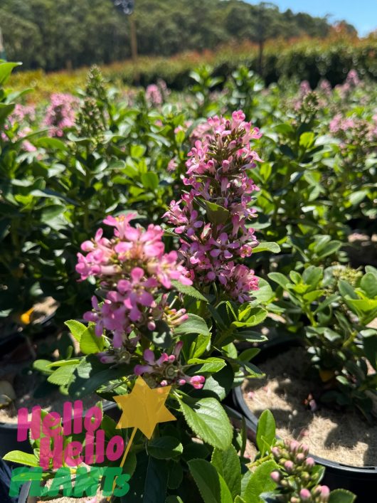 Escallonia 'Pink Elle' PBR is a vibrant pink flowering plant with lush green leaves, flourishing in the garden among similar blooms as bright sunlight casts enchanting shadows on its foliage.