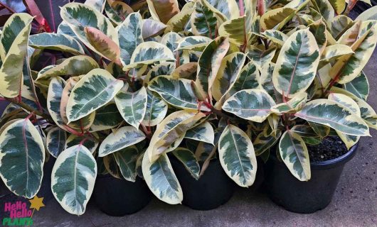 Numerous vibrant green, cream, and pink leaves of the Ficus 'Tineke' Rubber Fig in 12" pots are displayed on a concrete surface.