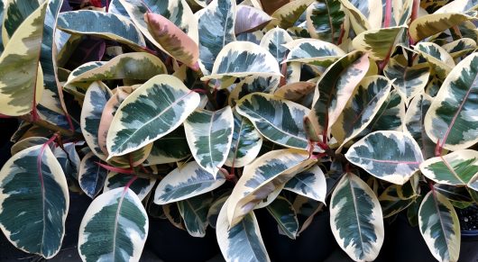 The Ficus 'Tineke' Rubber Fig in a 12" pot features striking variegated leaves with green, cream, and burgundy tones, glossy surfaces, and densely packed red stems, adding vibrant flair to any space.