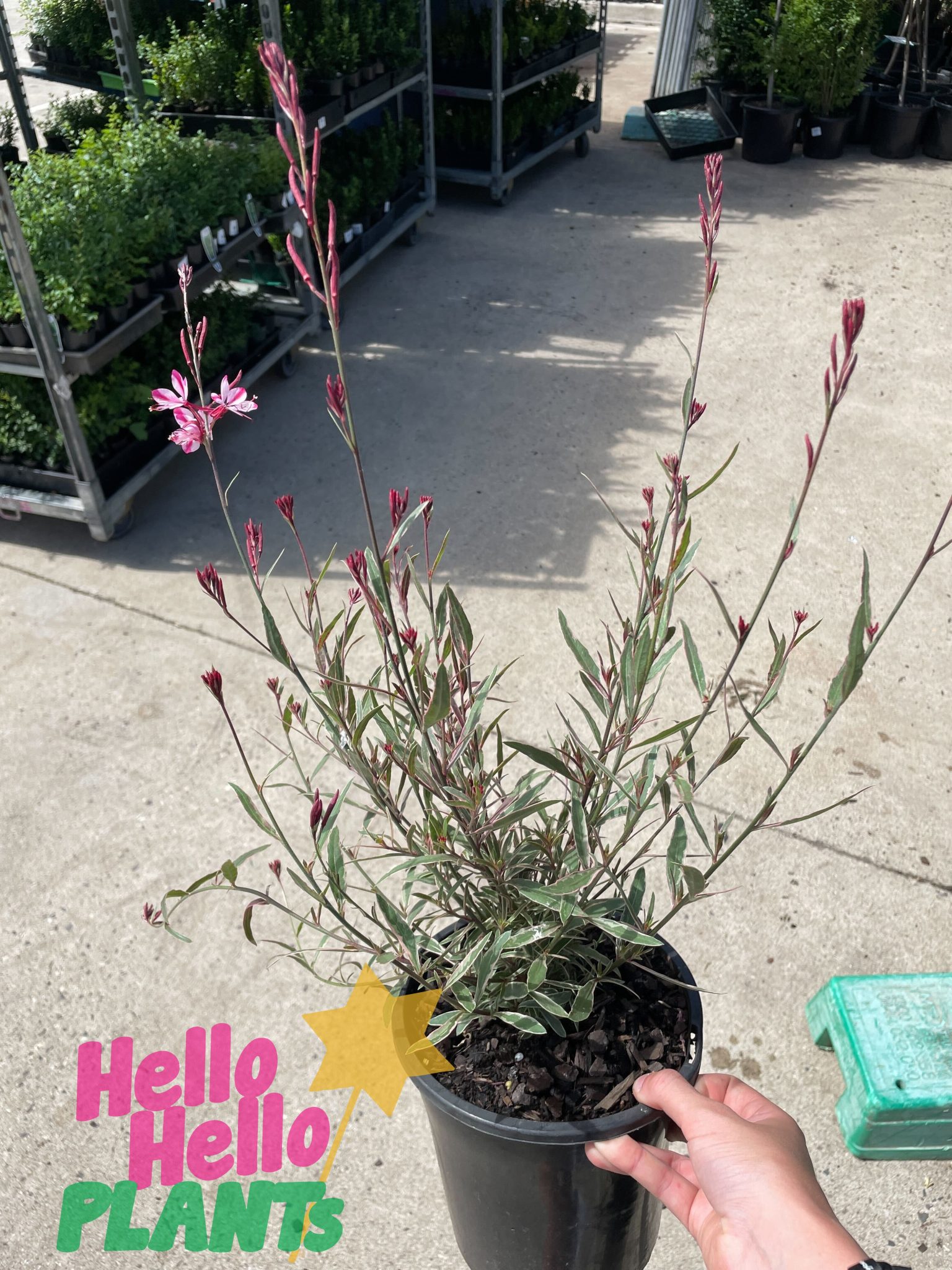 Gaura 'Variegated Pink' 8