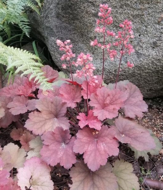 Heuchera Northern Exposure Amber Coral Bells