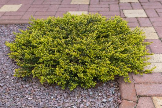 Juniperus horizontalis Mother Lode Conifer golden spreading groundcover conifer