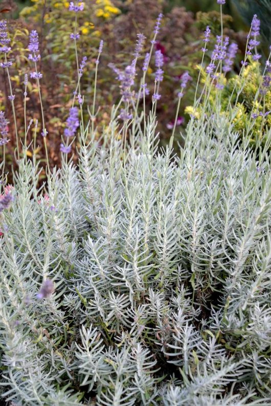 lavandula hybrid Silverado Lavender Silver Grey foliage and purple flowers