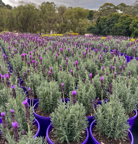 A field of Lavandula Javelin Forte 'Deep Purple' Lavender 6" Pot (Bulk Buy of 12) with lush green trees in the background under a cloudy sky, perfect for a bulk buy.