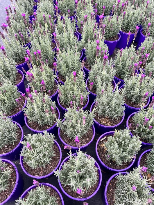 Rows of Lavandula Javelin Forte 'Deep Purple' Lavender 6" Pot (Bulk Buy of 12) are arranged closely together, perfect for a bulk buy.