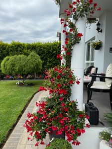 Mandevilla creeper plant flowers