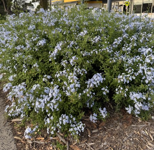 A Plumbago 'White' 6" pot, blooming with numerous delicate flowers, is nestled by a sidewalk amidst mulch and greenery, with a building in the background.