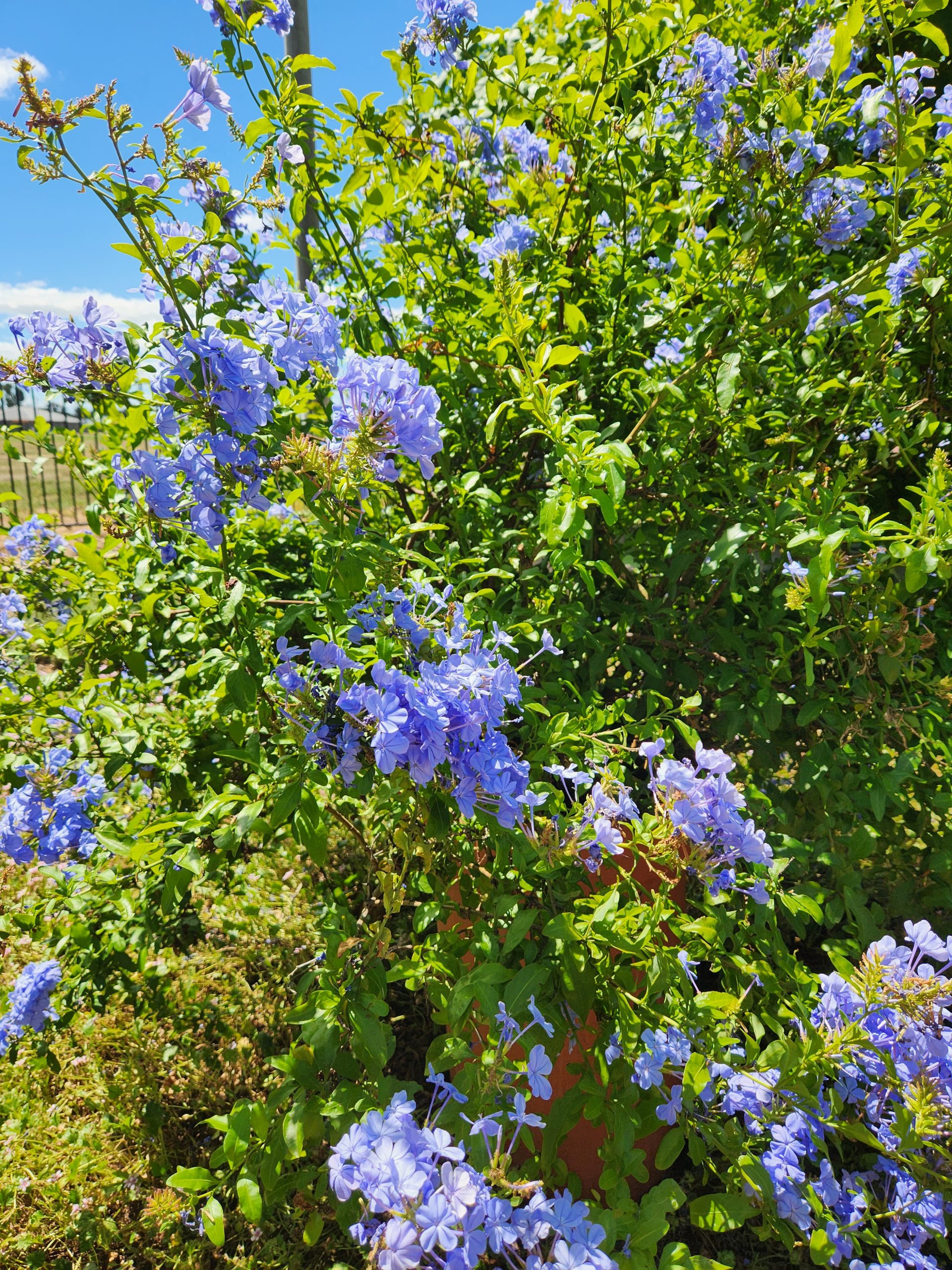 cabo plumbago