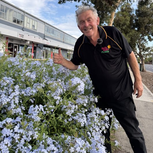 A man in a black polo shirt stands on a sidewalk, giving a thumbs-up next to a bush adorned with Plumbago 'White' flowers in 6" pots. A building with a row of shops serves as the backdrop.