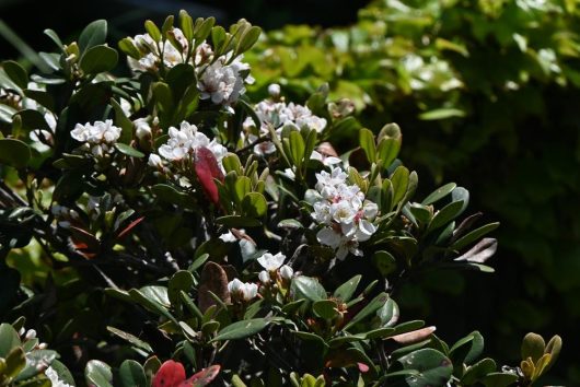 indian hawthorn snow maiden hedge shrub with green red leaves and white flowers