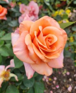 rosa hybrid tea Warm Wishes rose soft orange-apricot-pale pink coloured blooms