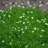 Small white flowers of Sagina green Irish Moss' growing in a field.