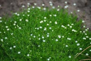 Small white flowers of Sagina green Irish Moss' growing in a field.