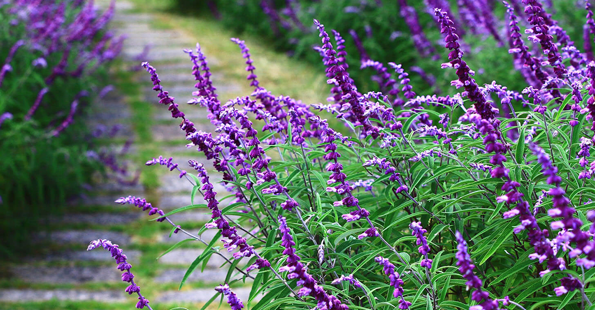 Salvia flowers