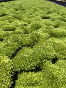 Close-up of a lush, undulating green moss landscape intertwined with delicate Plumbago 'White' flowers from a 6" pot, creating a textured and vibrant natural scene.