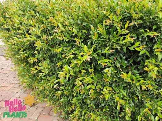 A lush green hedge of Syzygium 'Hinterland Gold' Lilly Pilly, from the Bulk Buy of 5 in an 8" Pot, borders a brick path with the "Hello Hello Plants" logo in the corner.