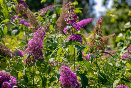 buddleja davidii leah raspberry butterfly bush