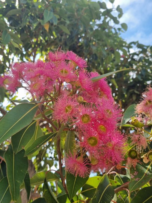 Pink, fluffy flowers with green centers and lush green leaves adorn the branches of a Corymbia 'Calypso Queen' Grafted Gum in an 8" pot, set against a backdrop of abundant foliage and a clear blue sky.