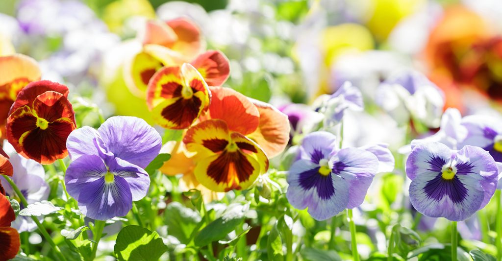 pansy flowers