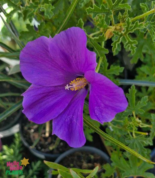 The Alyogyne 'East Coast Gem' Native Hibiscus in a 6" pot showcases vibrant purple petals and a sunlit yellow center, strikingly standing out against lush green foliage and surrounding potted plants.