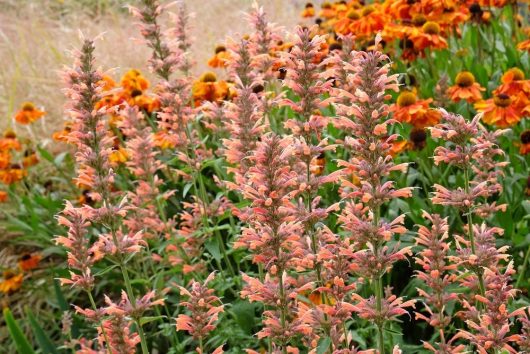A cluster of Agastache orange flowers upright blooming in a garden