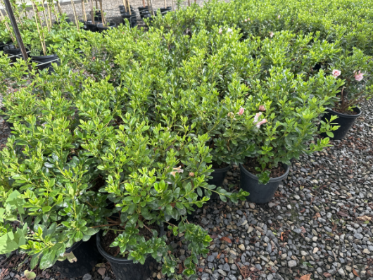 azalea indica shade loving azalea in 8inch black pots with green foliage and salmon pink blooms flowers