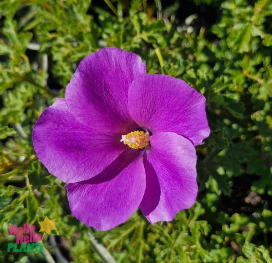 A close-up of a vibrant Alyogyne 'East Coast Gem' Native Hibiscus, highlighting its striking yellow center amidst lush greenery, ideal for display in a 6" pot.