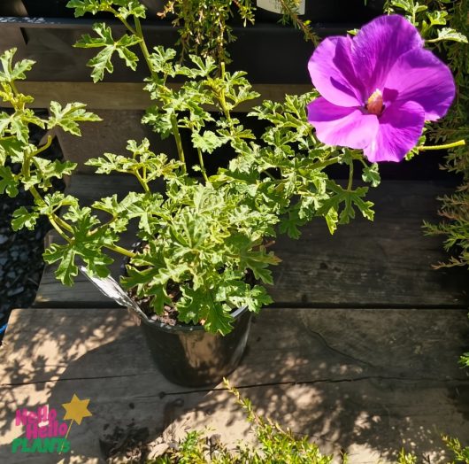 Alyogyne 'East Coast Gem' Native Hibiscus in a 6" pot, with lush green leaves and a single large purple flower, adorns the wooden outdoor surface.