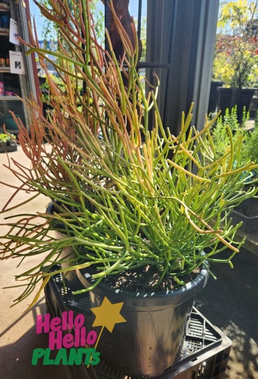 A Euphorbia 'Firesticks' in a 12" pot, characterized by its long, slender stems that transition from green to orange at the tips, thrives in a sunlit outdoor garden. A sign with "Hello Hello Plants" is visible in the foreground.