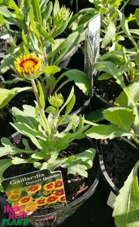 Gaillardia 'Goblin' (Blanket Flower) in 6" pots with vibrant blooms are prominently displayed at the garden center.