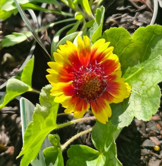 A Gaillardia 'Goblin' (Blanket Flower) in a 6" pot showcases vibrant red and yellow blooms with lush green leaves, thriving in a garden setting.