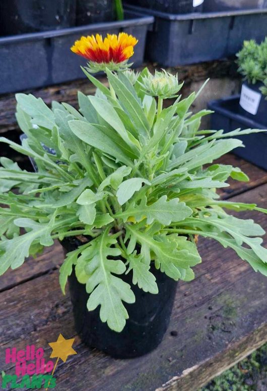 This Gaillardia 'Goblin' (Blanket Flower) in a 6" pot features lush green leaves and two flower buds, one of which is beautifully blooming with vibrant red and yellow petals.