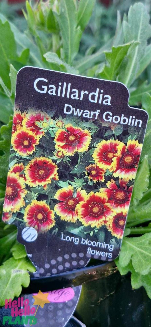 Label displaying "Gaillardia 'Goblin' (Blanket Flower) 6'' Pot" with an image of vibrant red and yellow flowers and the text "Long blooming flowers.