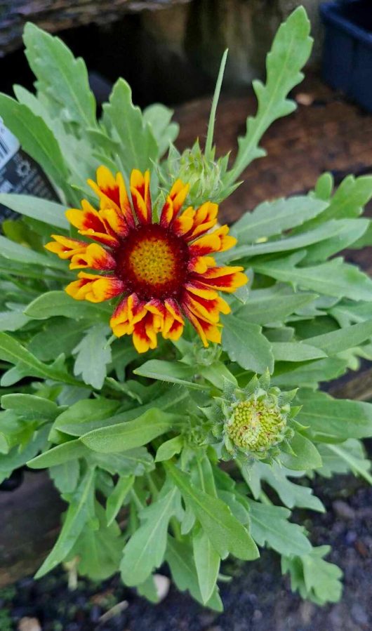 A vivid Gaillardia 'Goblin' (Blanket Flower) from a 6" pot showcases yellow and orange petals with a dark red center, blooming among green leaves alongside a nearby closed bud.