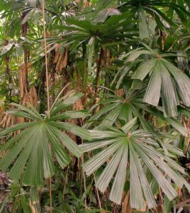 Licuala ramsayi Australian native fan palm growing in tropical rainforest australia