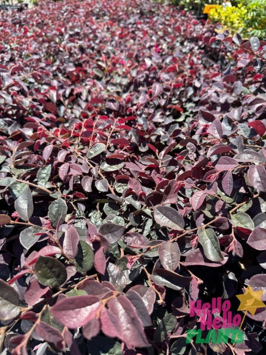 A dense cluster of dark purple Loropetalum 'Plum Delight' leaves encircles a small "Hello Hello Plants" logo in the corner.