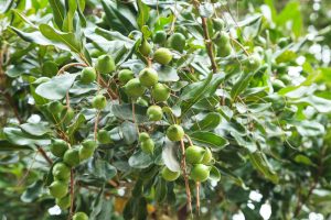 A Macadamia Nut 'Beaumont' tree with green fruits hanging from it