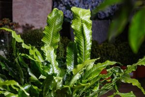 lushious green foliage fern growing upright in a garden. Microsorum Crocodyllus Crocodile Fern. Snakeskin foliage lime green