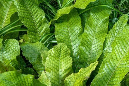 Microsorum Crocodyllus Crocodile Fern close up photo of foliage lime green lush crocodile snake skin foliage